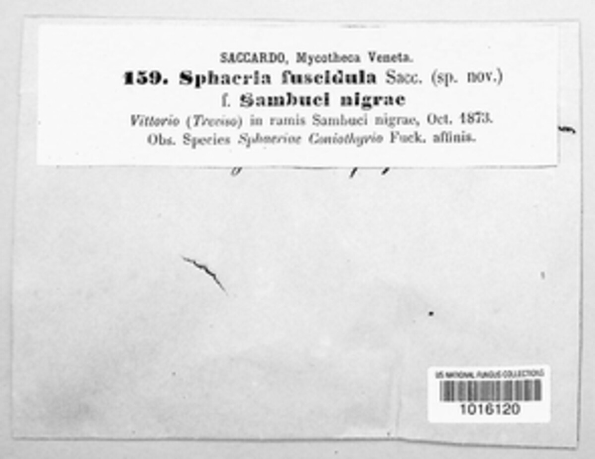 Sphaeria fuscidula image